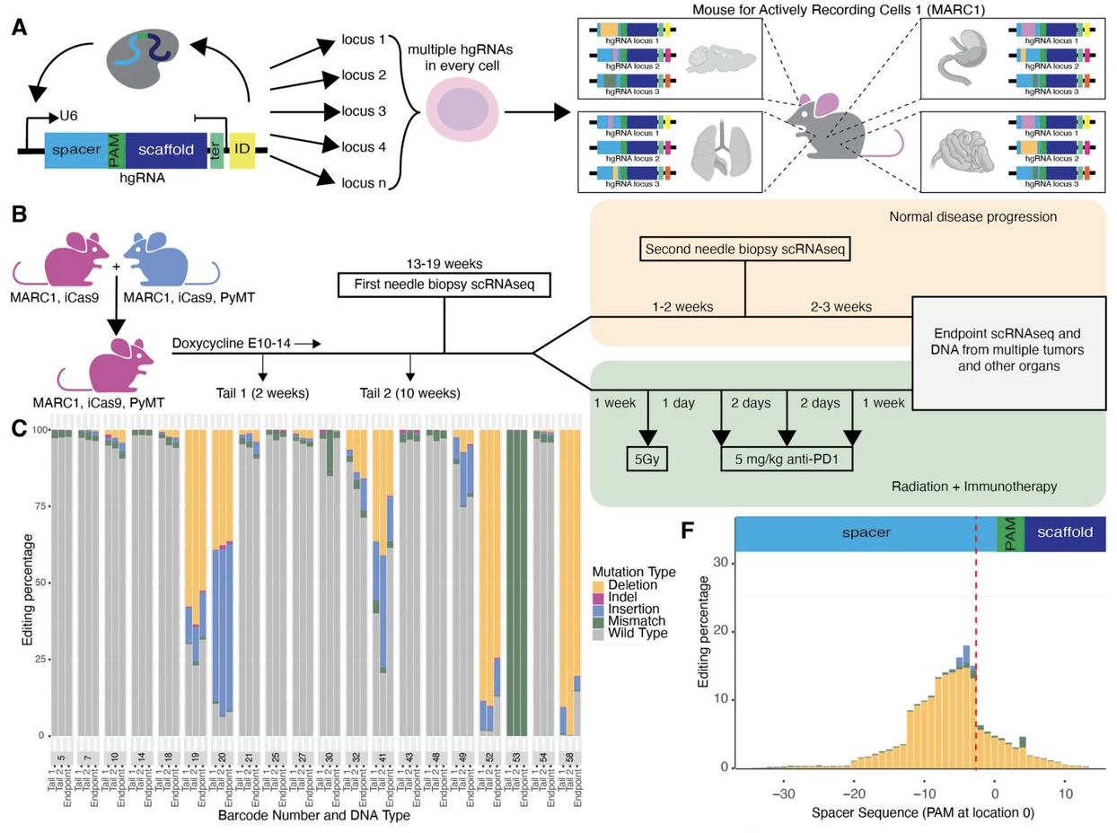 Mapping breast cancer lineage in radiation and immunotherapy using the REMAP mouse