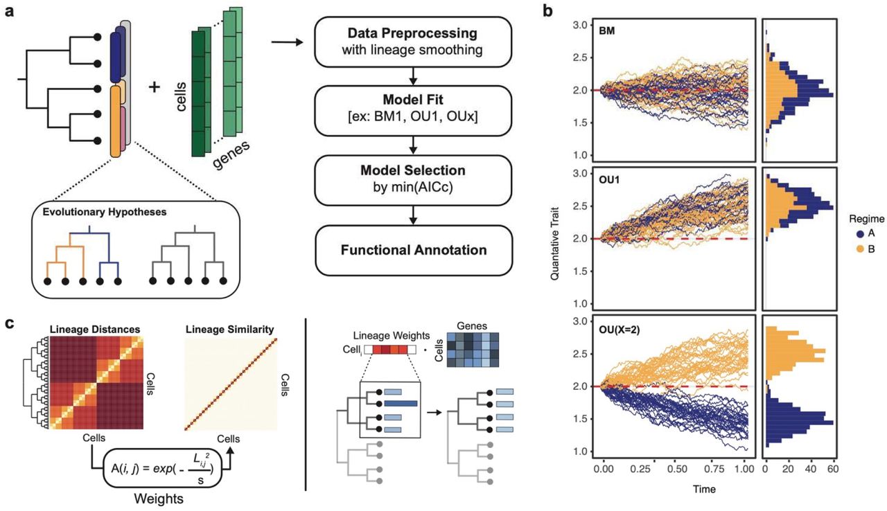 SCOUT: Ornstein-Uhlenbeck modelling of gene expression evolution on single-cell lineage trees